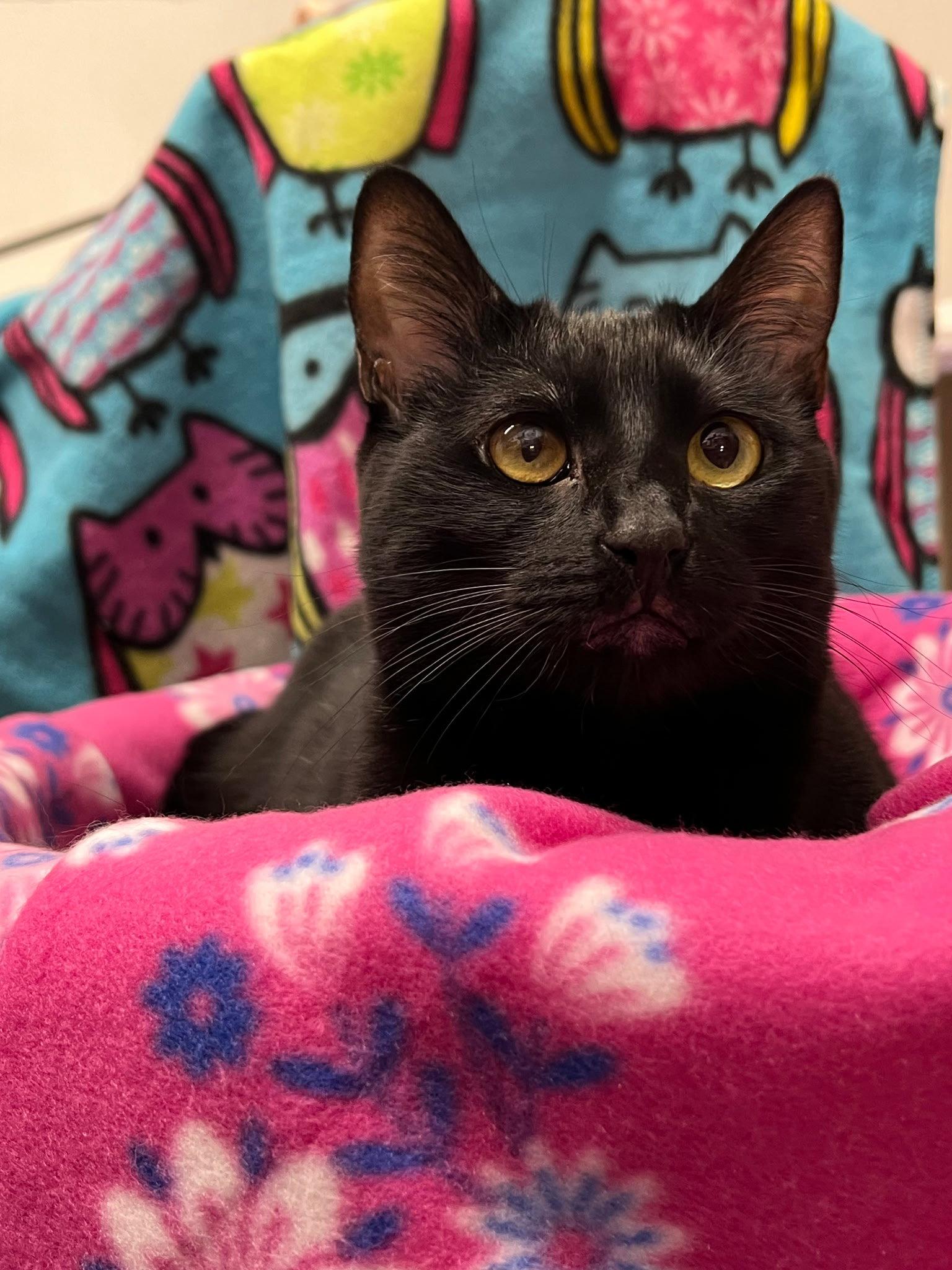 Enlarge Rylee, a Adopted Domestic Short Hair in Mission Viejo, CA image 3/3