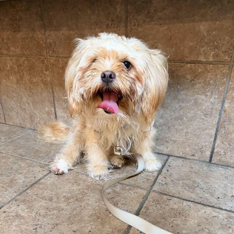 MONT-Stray-60049, Adoptable, Adult Male Terrier.