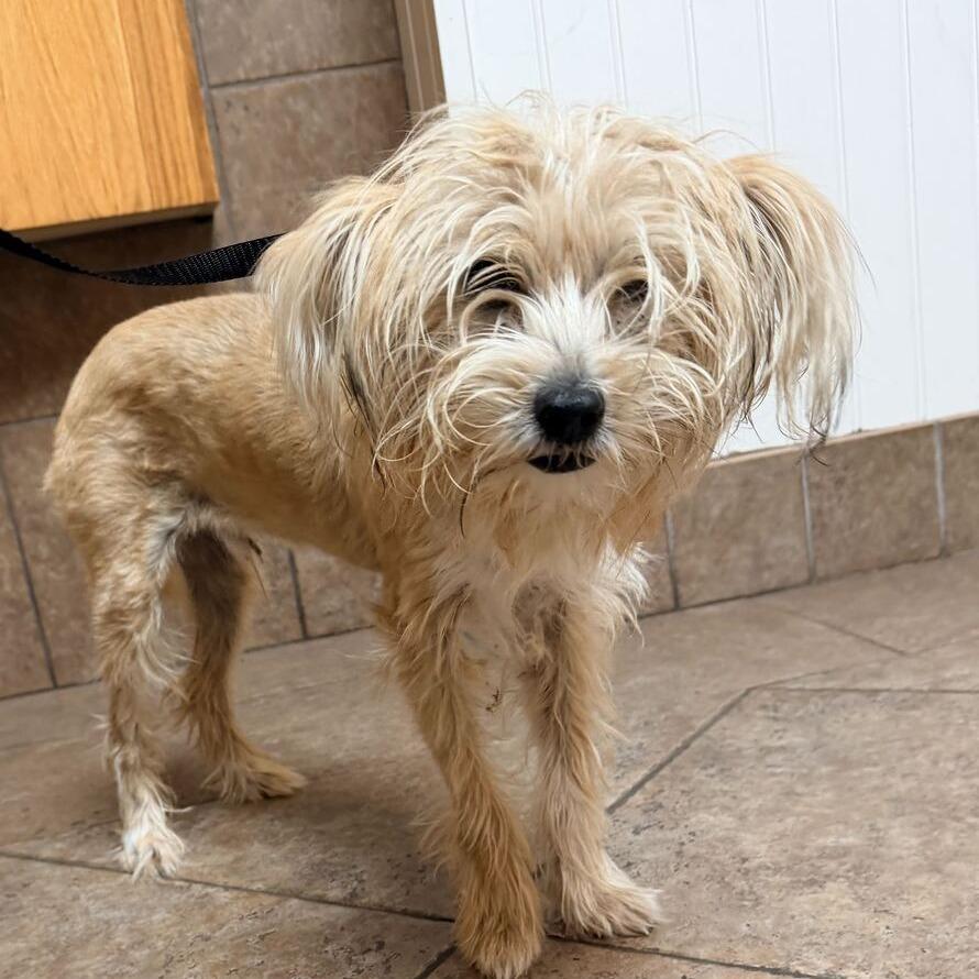 Enlarge MONT-Stray-60049, a Adoptable Terrier in Conshohocken, PA image 2/3