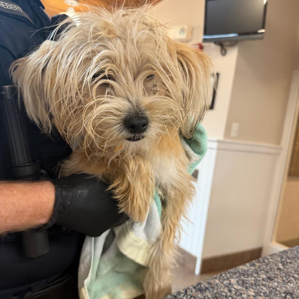 Enlarge MONT-Stray-60049, a Adoptable Terrier in Conshohocken, PA image 3/3