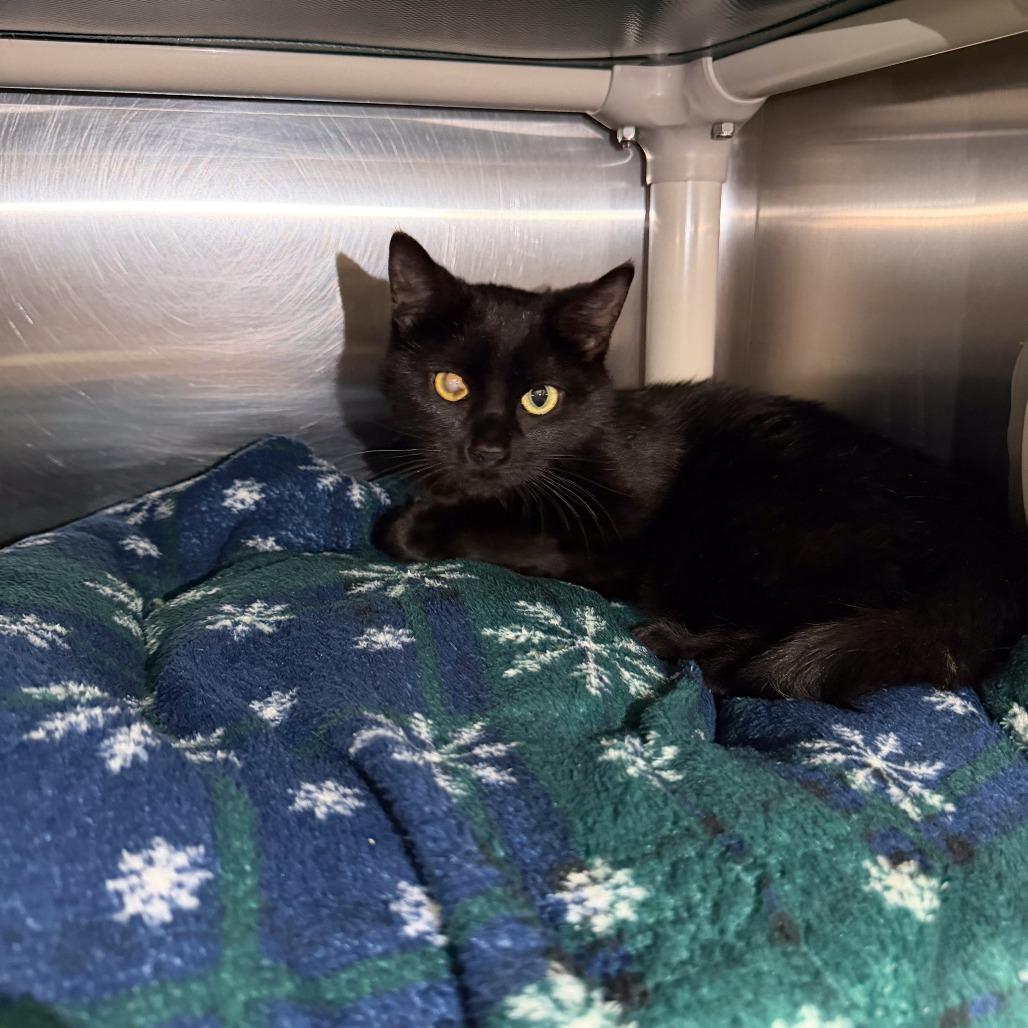 Enlarge Izzy, a Adoptable Domestic Short Hair in Gainesville, GA image 1/3