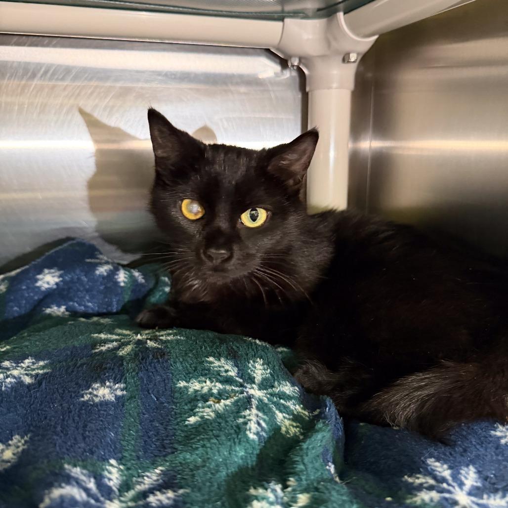 Enlarge Izzy, a Adoptable Domestic Short Hair in Gainesville, GA image 2/3