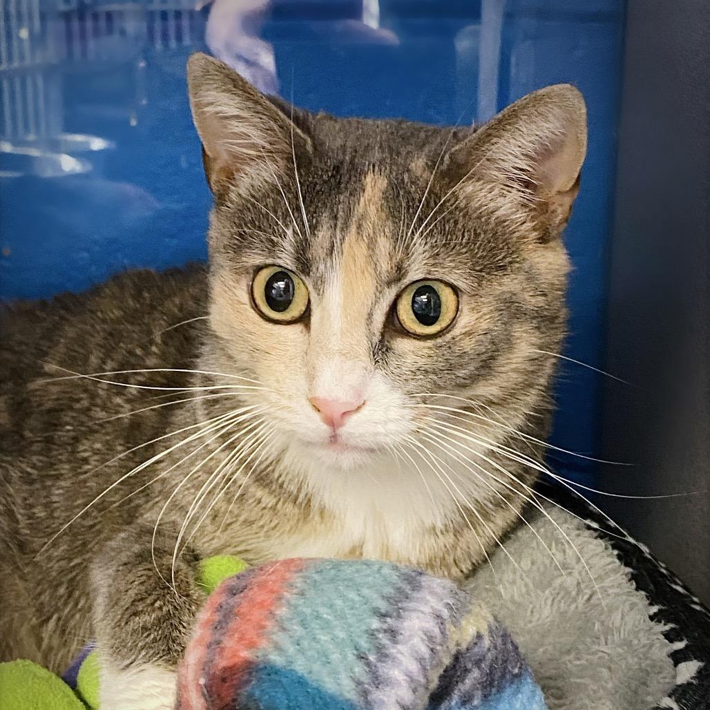 Enlarge Robin, a Adoptable Domestic Short Hair in Huntsville, AL image 2/5