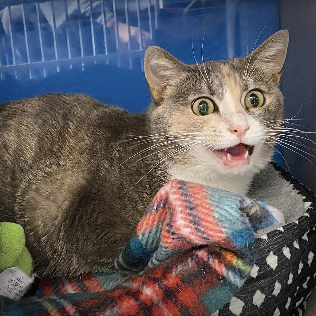 Enlarge Robin, a Adoptable Domestic Short Hair in Huntsville, AL image 4/5