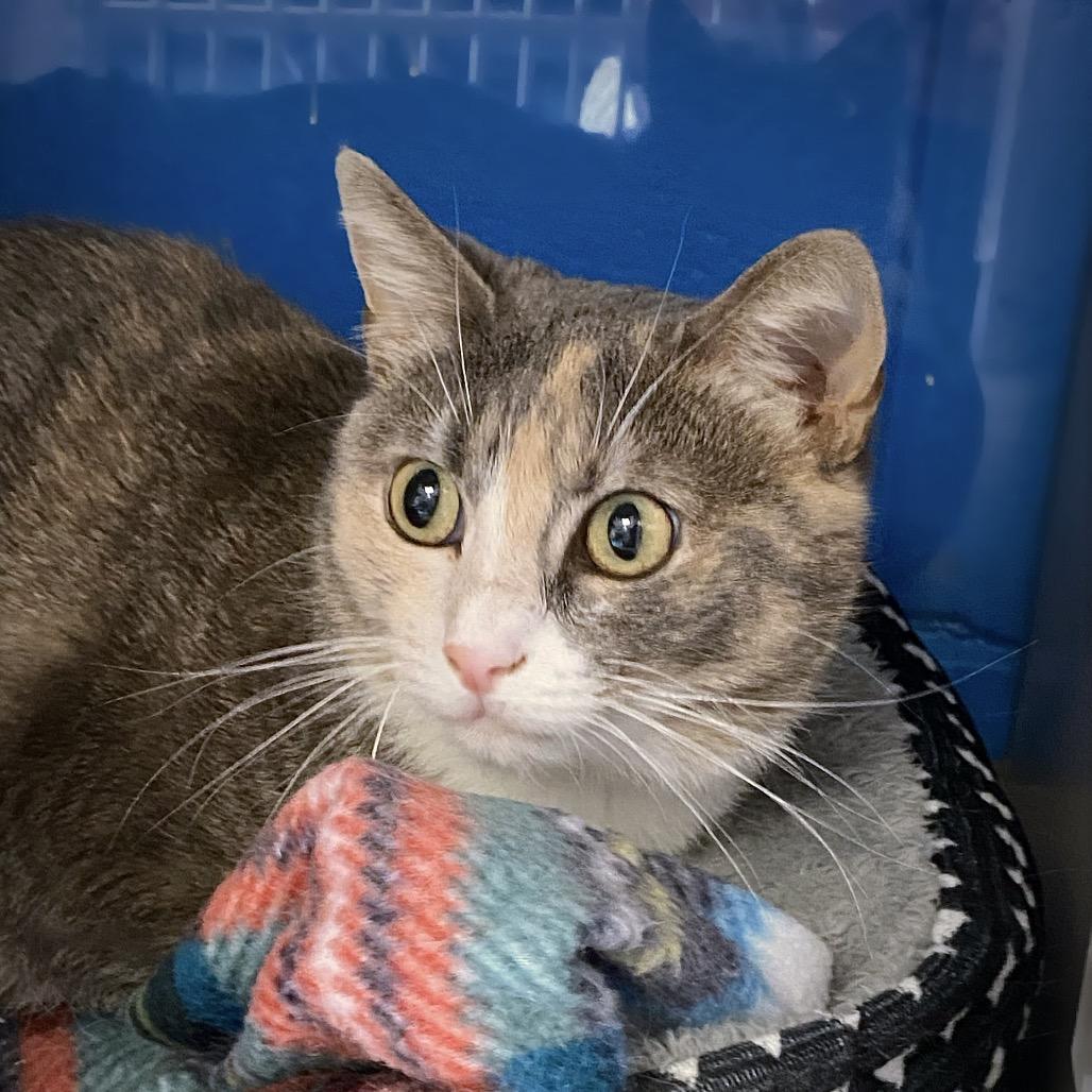 Enlarge Robin, a Adoptable Domestic Short Hair in Huntsville, AL image 5/5