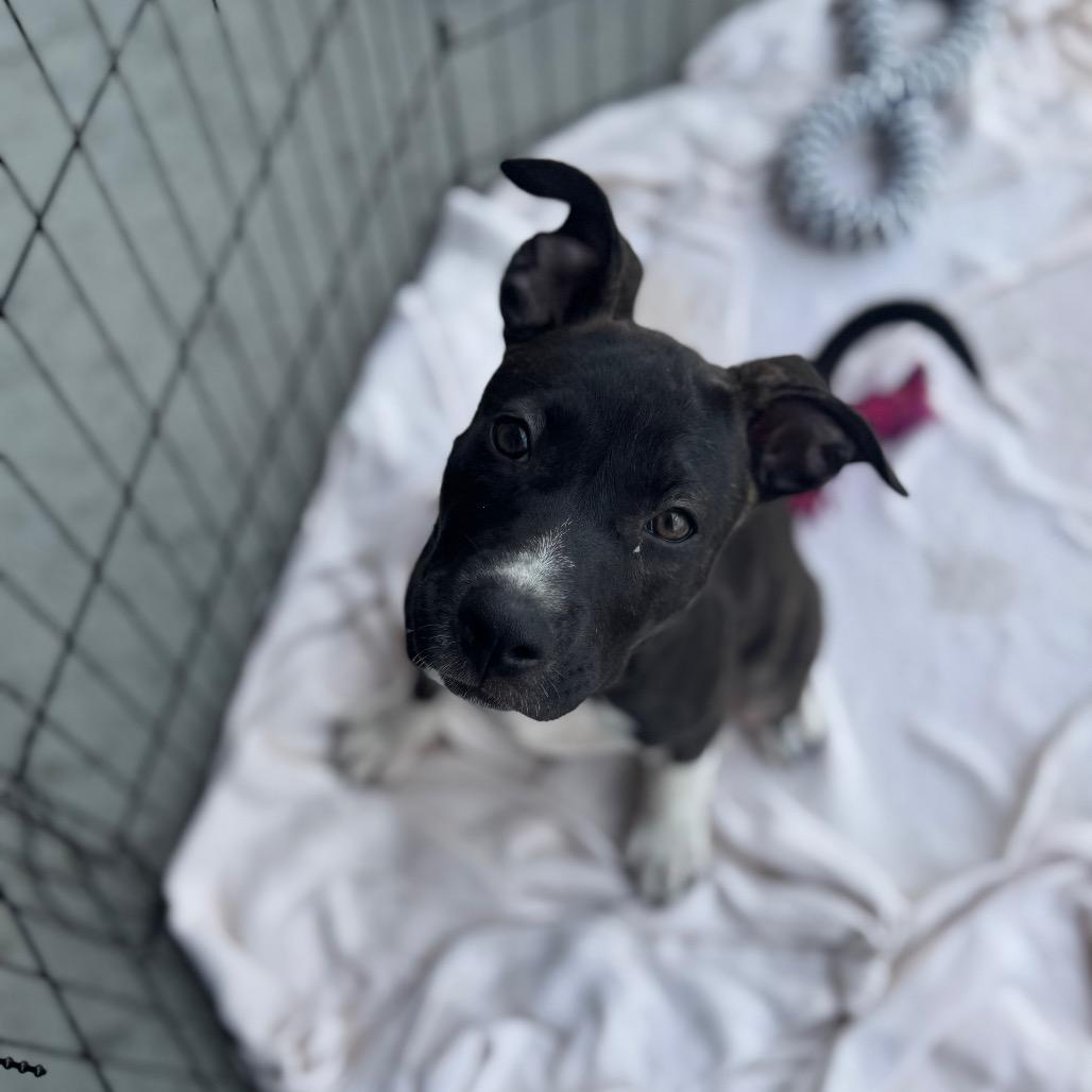 Jelly, a Adoptable Mixed Breed in Springboro, OH image 1/6