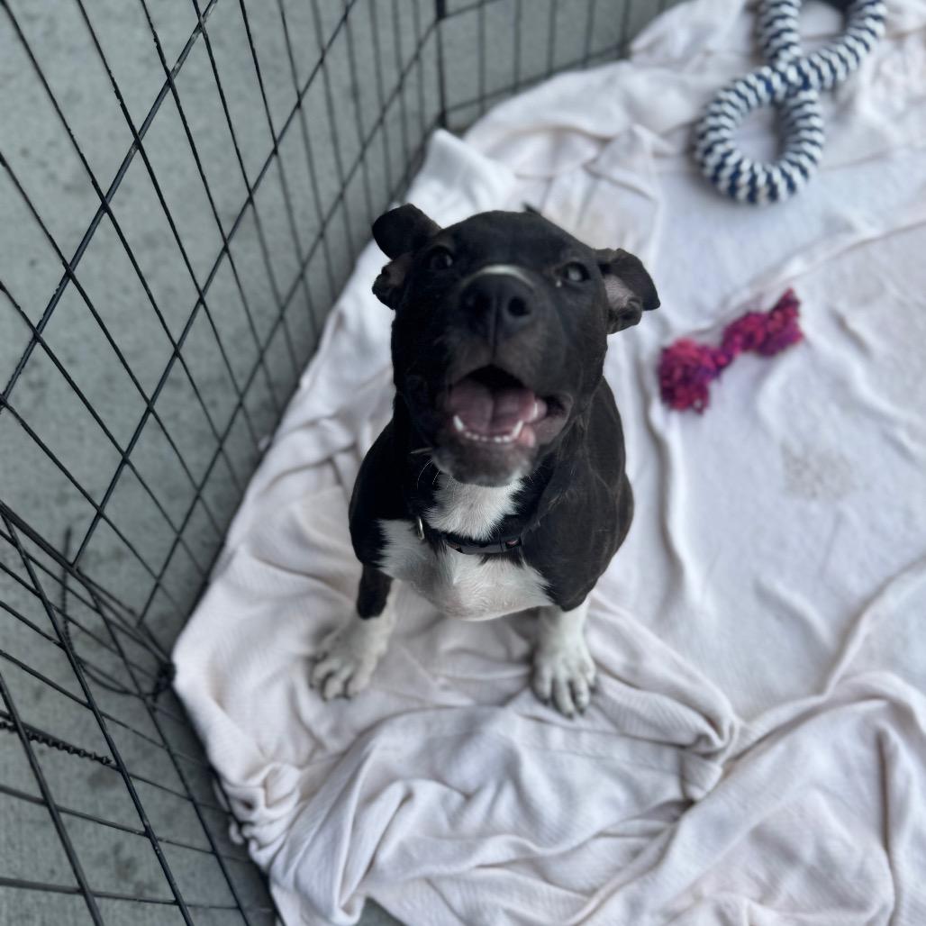 Jelly, a Adoptable Mixed Breed in Springboro, OH image 2/6
