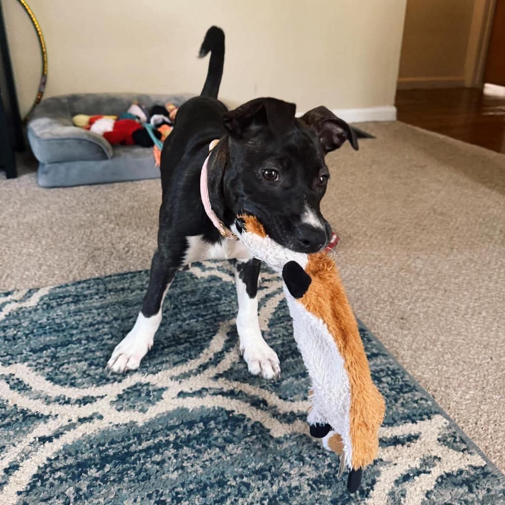Jelly, a Adoptable Mixed Breed in Springboro, OH image 4/6