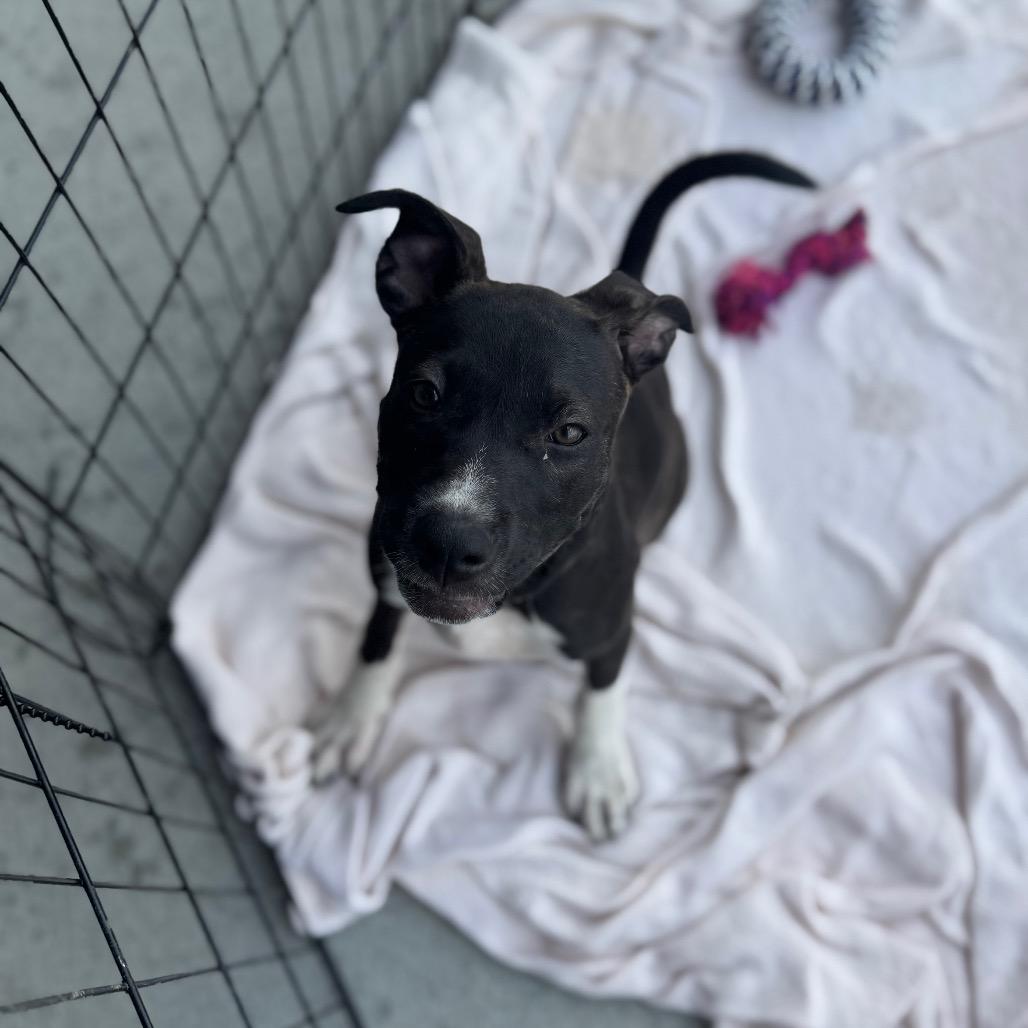 Jelly, a Adoptable Mixed Breed in Springboro, OH image 5/6