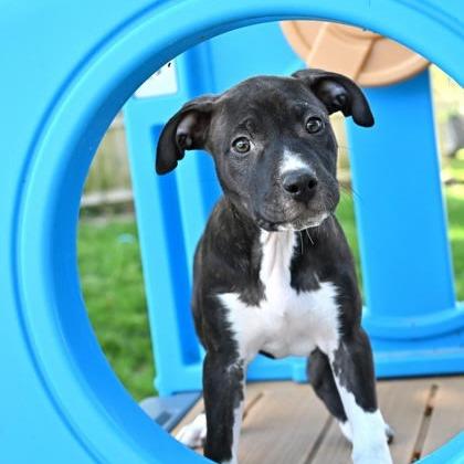 Jelly, a Adoptable Mixed Breed in Springboro, OH image 6/6