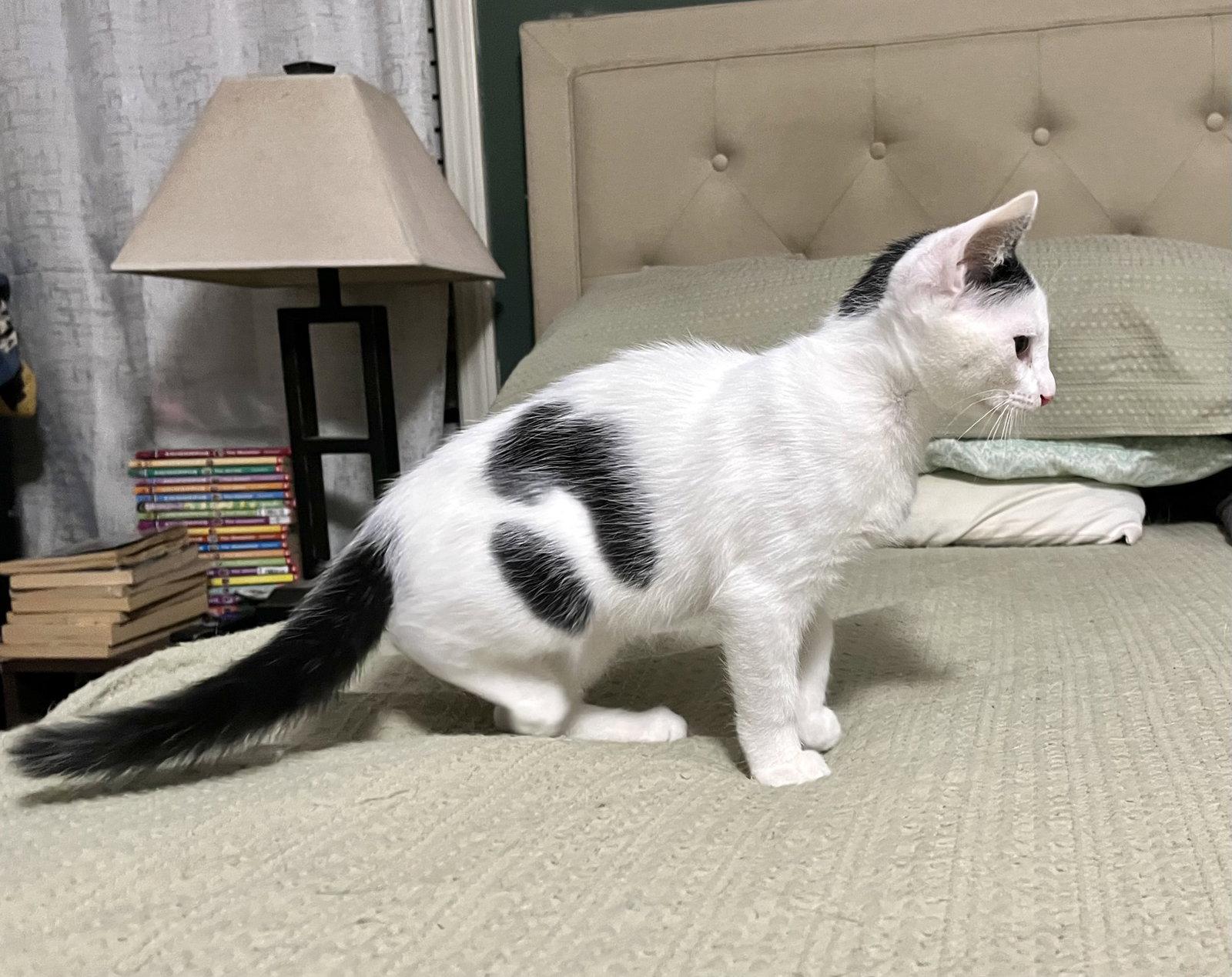 Enlarge FETTUCCINE, a Adoptable Domestic Short Hair in Southaven, MS image 2/3