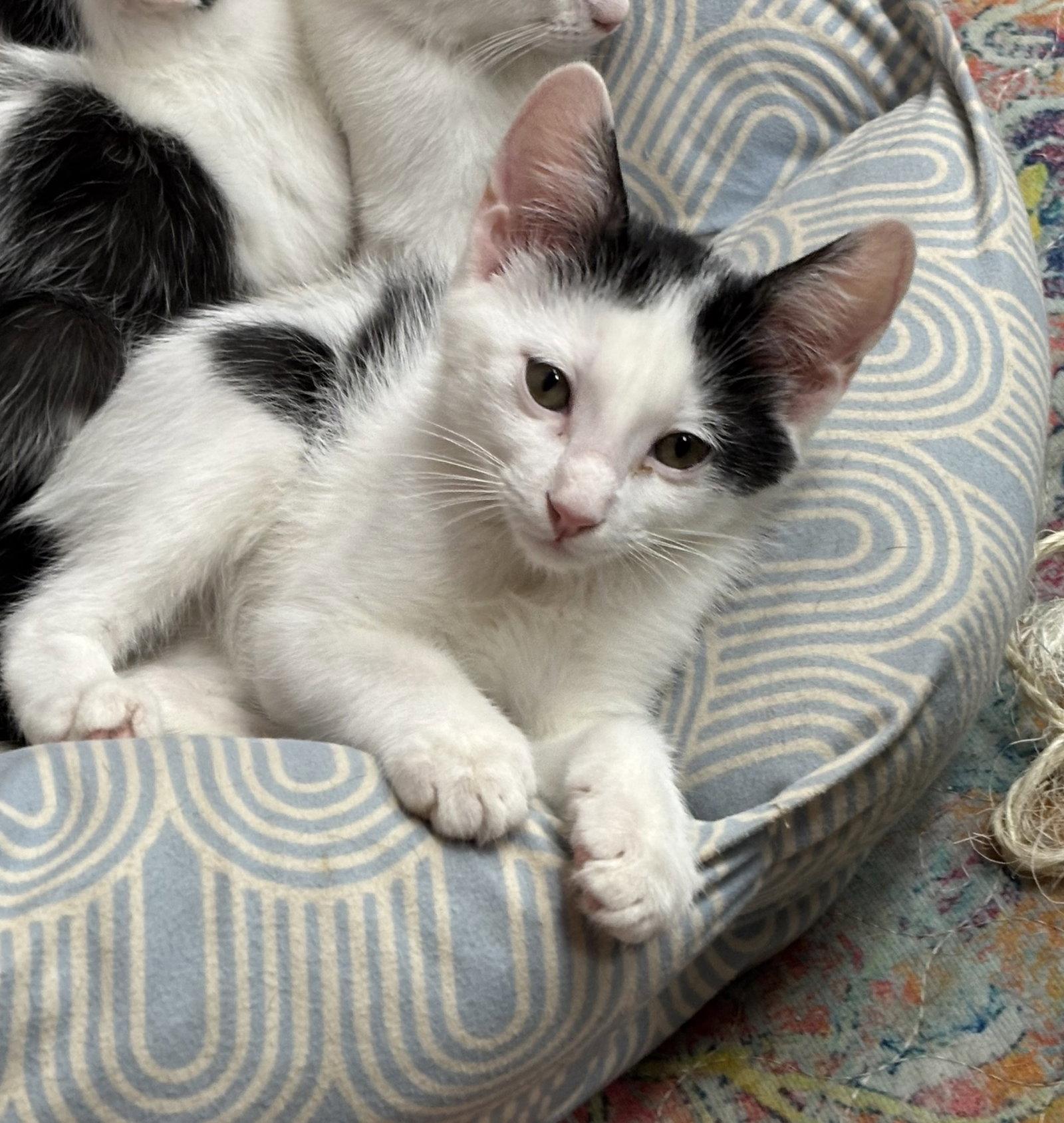 Enlarge FETTUCCINE, a Adoptable Domestic Short Hair in Southaven, MS image 3/3