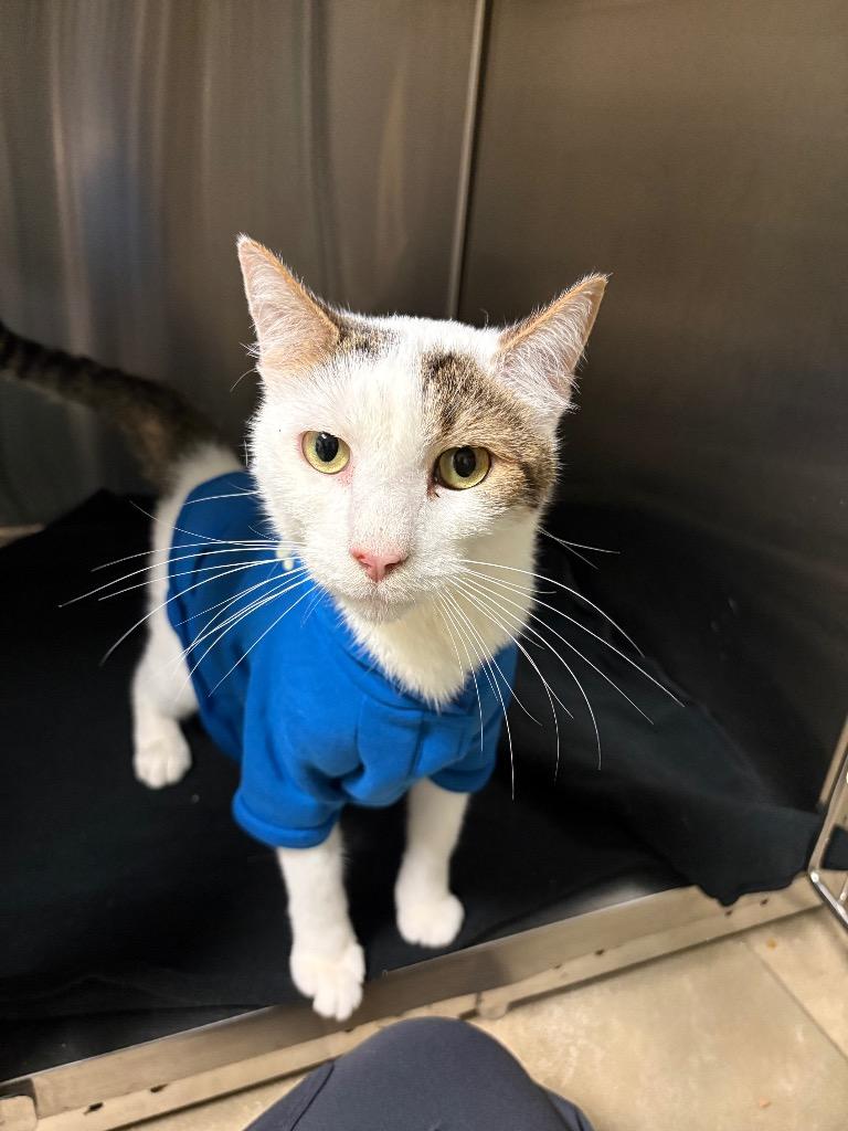 Monti (Haimi), a Adoptable Domestic Short Hair in Ocala, FL image 1/3