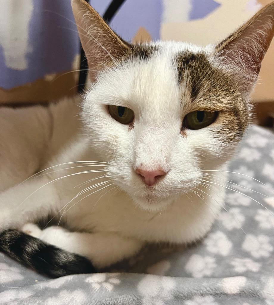 Monti (Haimi), a Adoptable Domestic Short Hair in Ocala, FL image 2/3