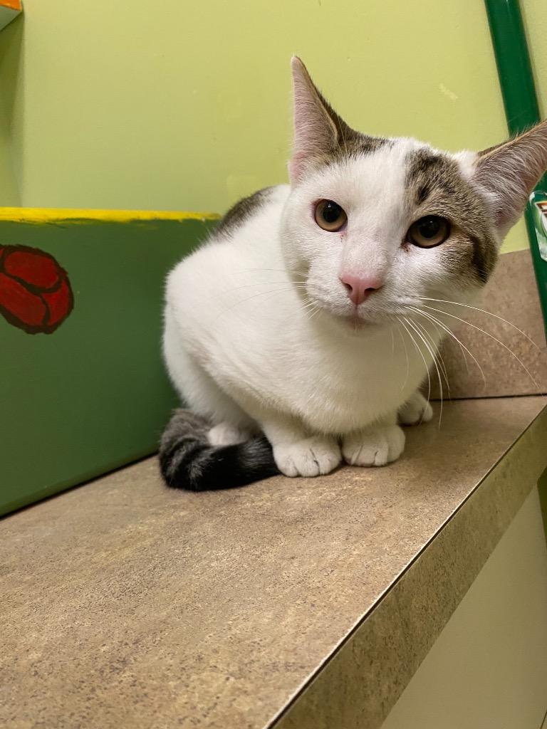 Monti (Haimi), a Adoptable Domestic Short Hair in Ocala, FL image 3/3