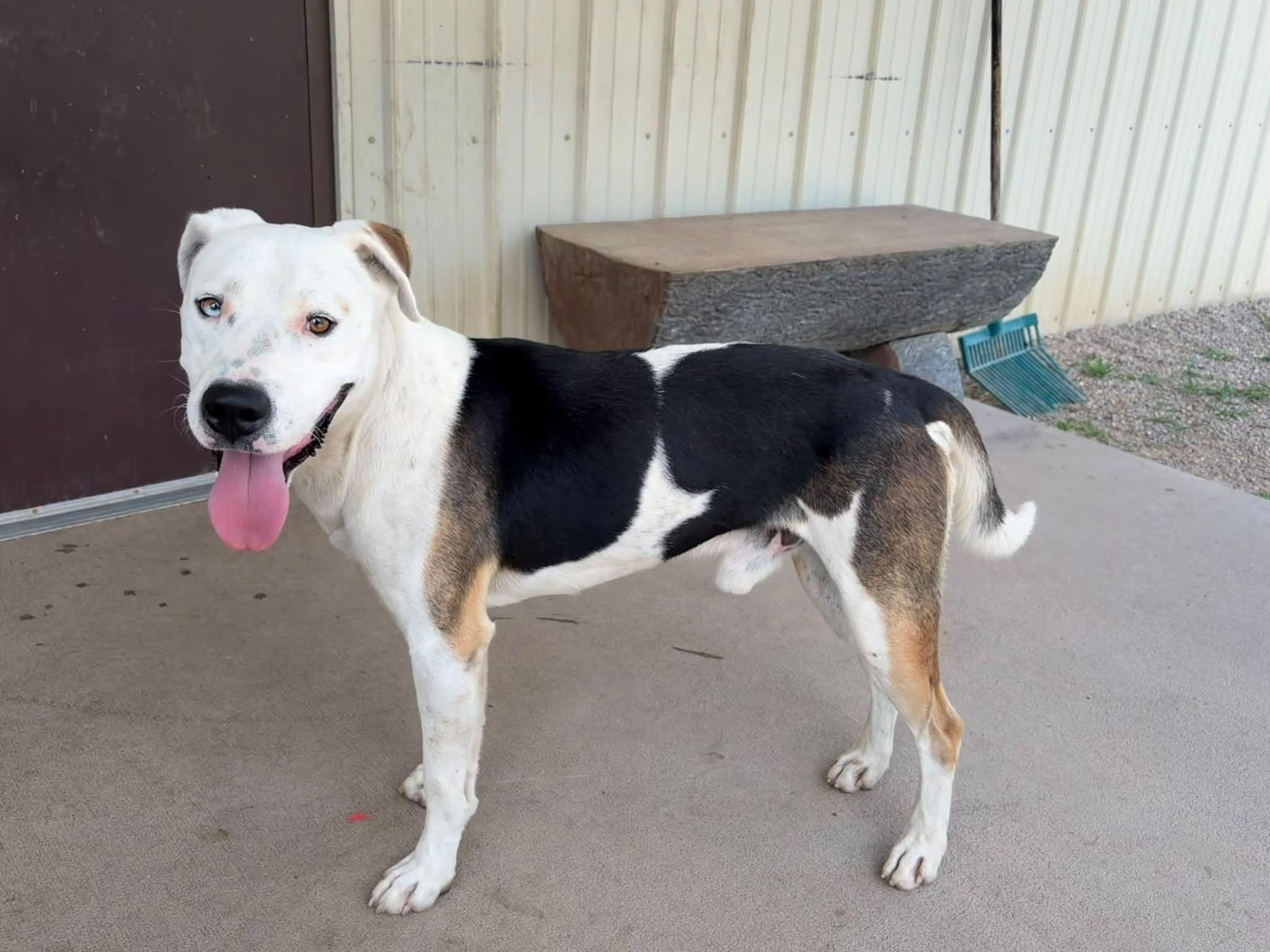 Mojo, Adoptable, Adult Male Mixed Breed.