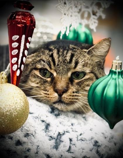 Astoria, a Adoptable Domestic Short Hair in Fresno, CA image 1/3