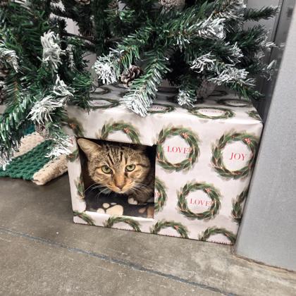 Astoria, a Adoptable Domestic Short Hair in Fresno, CA image 2/3