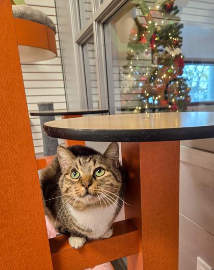 Astoria, a Adoptable Domestic Short Hair in Fresno, CA image 3/3