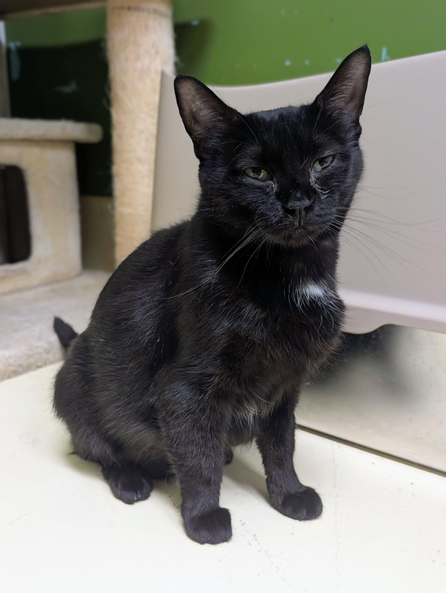 Shadow, ADOPTABLE, Adult Female Domestic Short Hair.