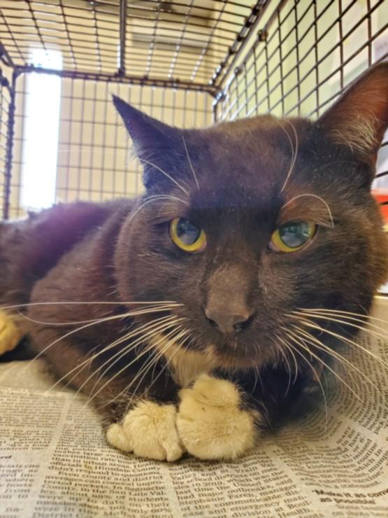 Enlarge FRED, a Adoptable Domestic Short Hair in Loveland, CO image 1/1