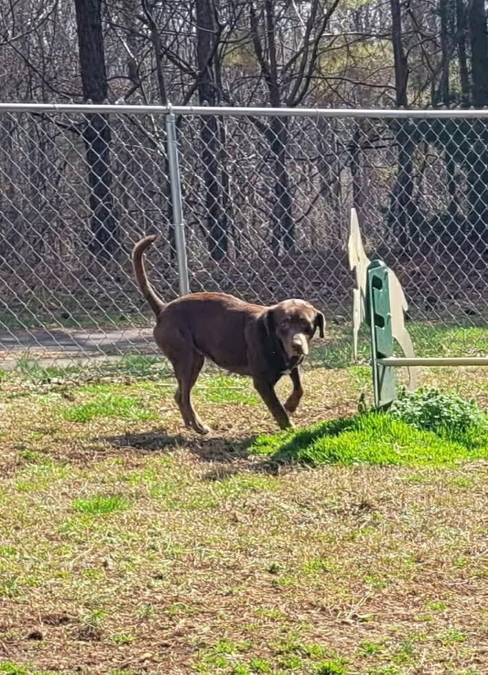 Enlarge Lula (FOSTERED LOCALLY), a Adoptable mixed breed in Leverett, MA image 2/6