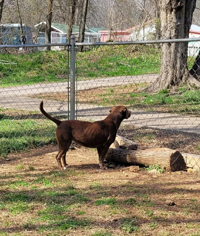 Enlarge Lula (FOSTERED LOCALLY), a Adoptable mixed breed in Leverett, MA image 3/6