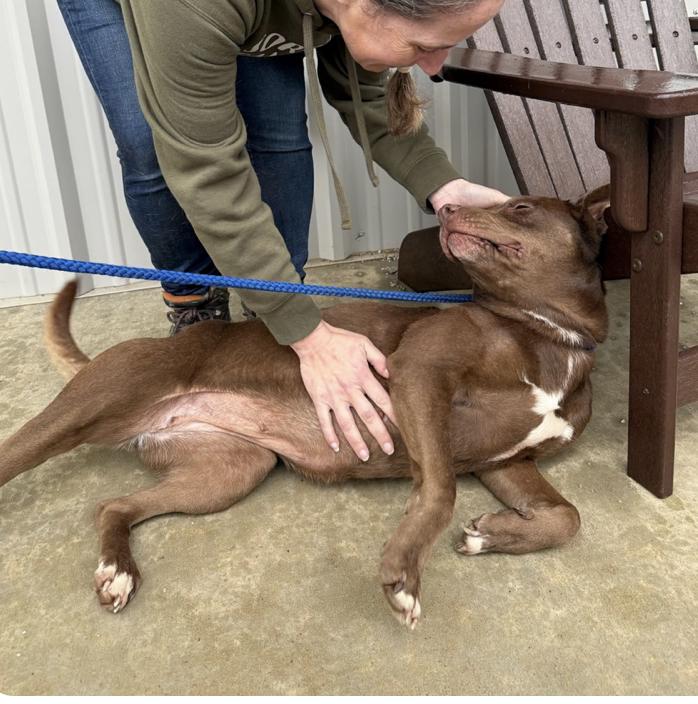 Enlarge Lula (FOSTERED LOCALLY), a Adoptable mixed breed in Leverett, MA image 4/6