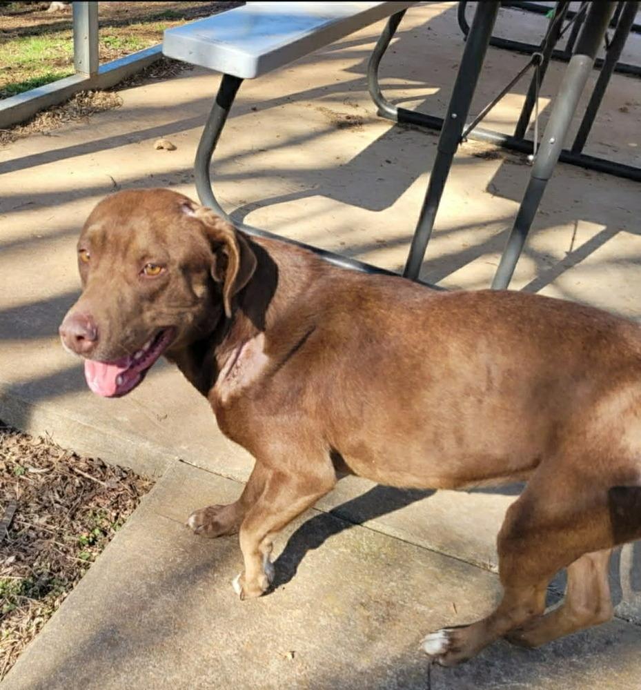 Enlarge Lula (FOSTERED LOCALLY), a Adoptable mixed breed in Leverett, MA image 5/6