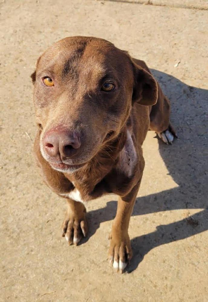 Enlarge Lula (FOSTERED LOCALLY), a Adoptable mixed breed in Leverett, MA image 6/6
