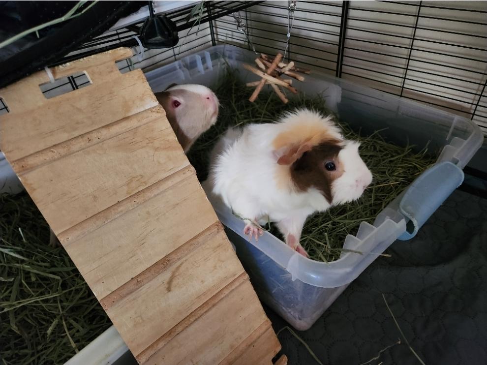 Squeaks, Bobo and Rosie