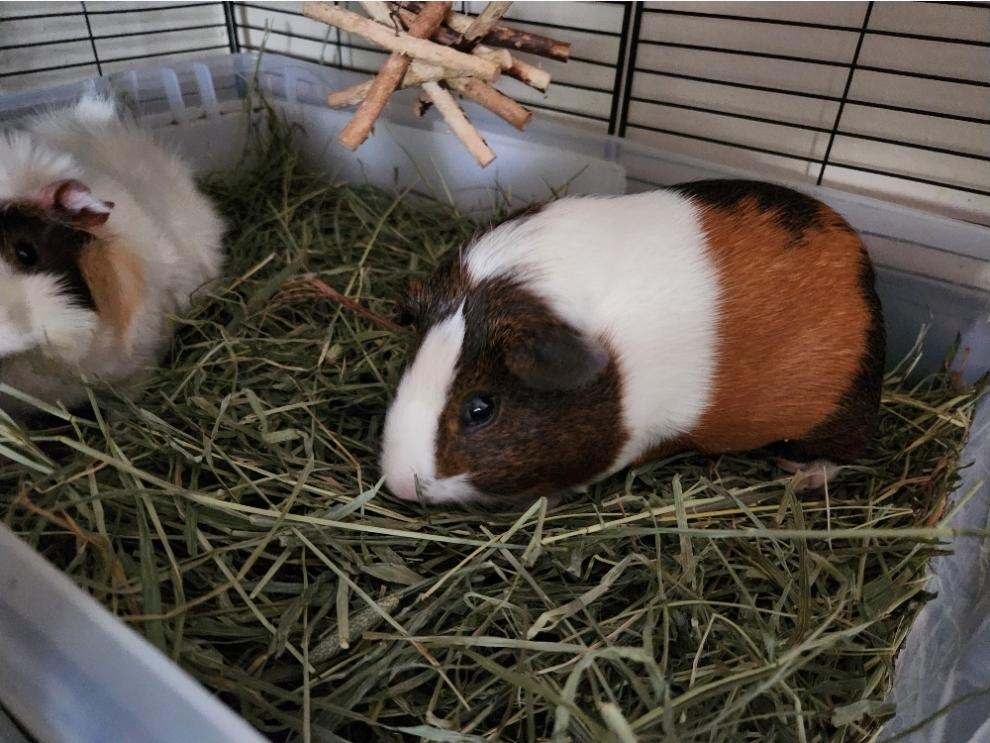 Squeaks, Bobo and Rosie