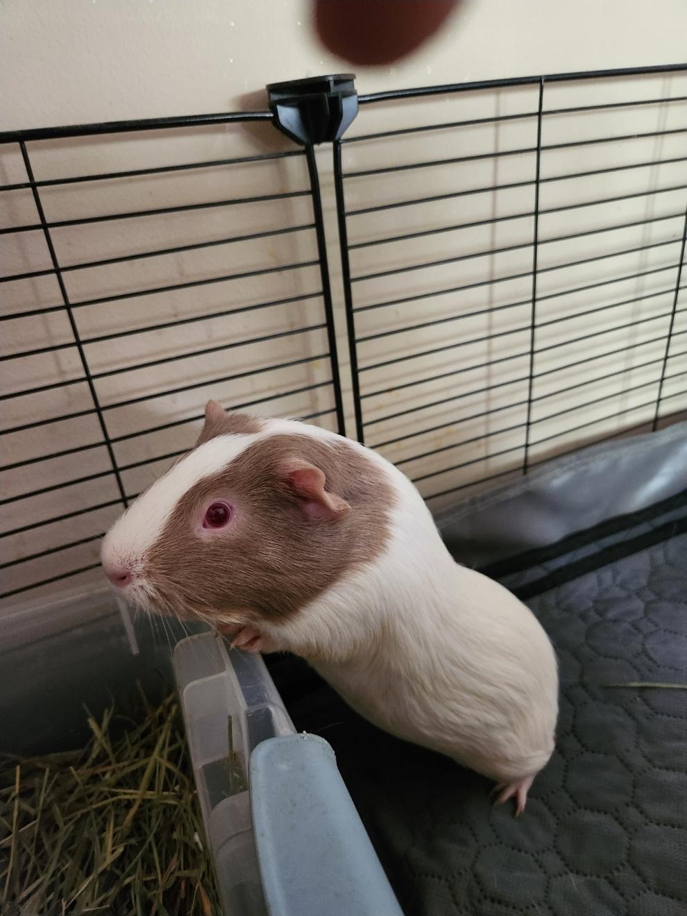 Squeaks, Bobo and Rosie