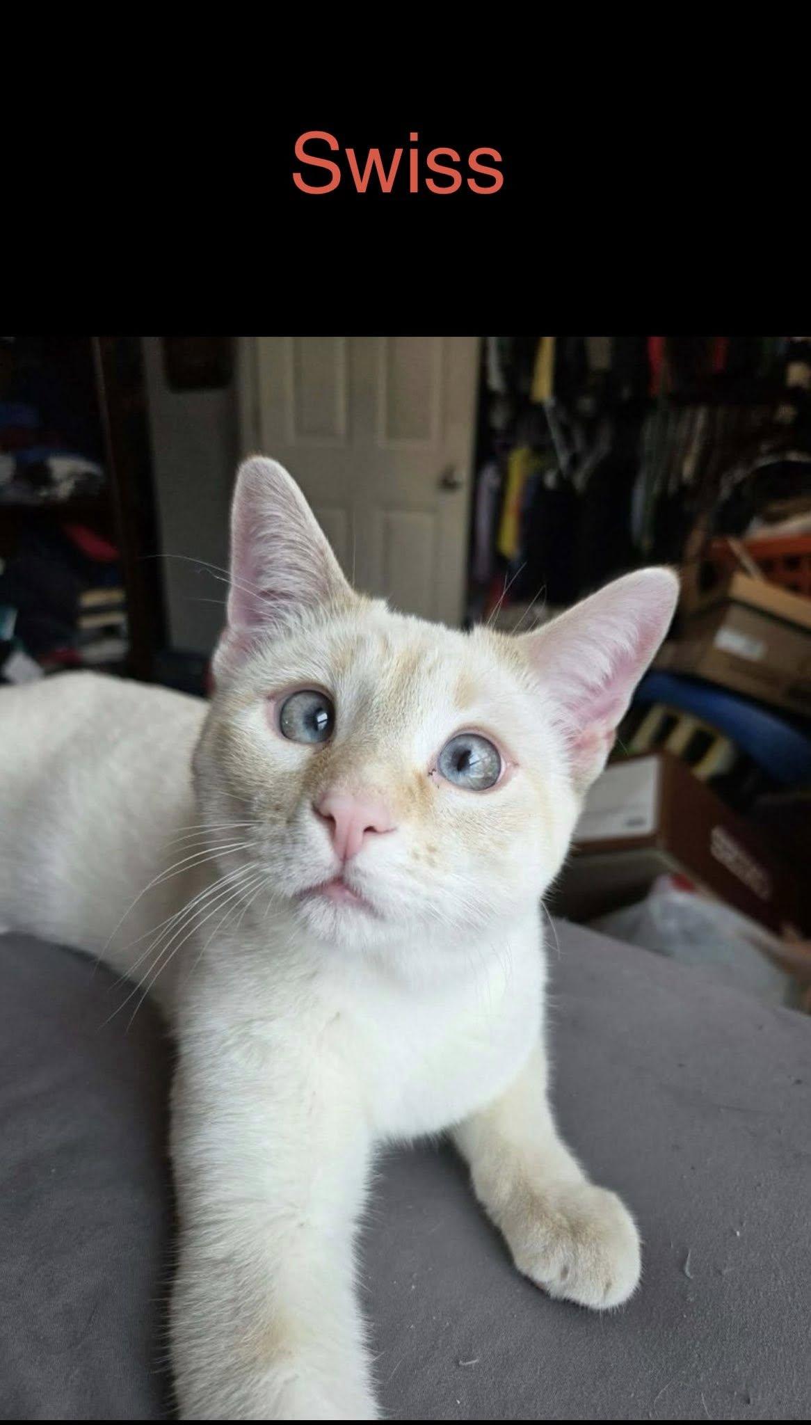 Swiss, adopted, Adult Male Domestic Short Hair.