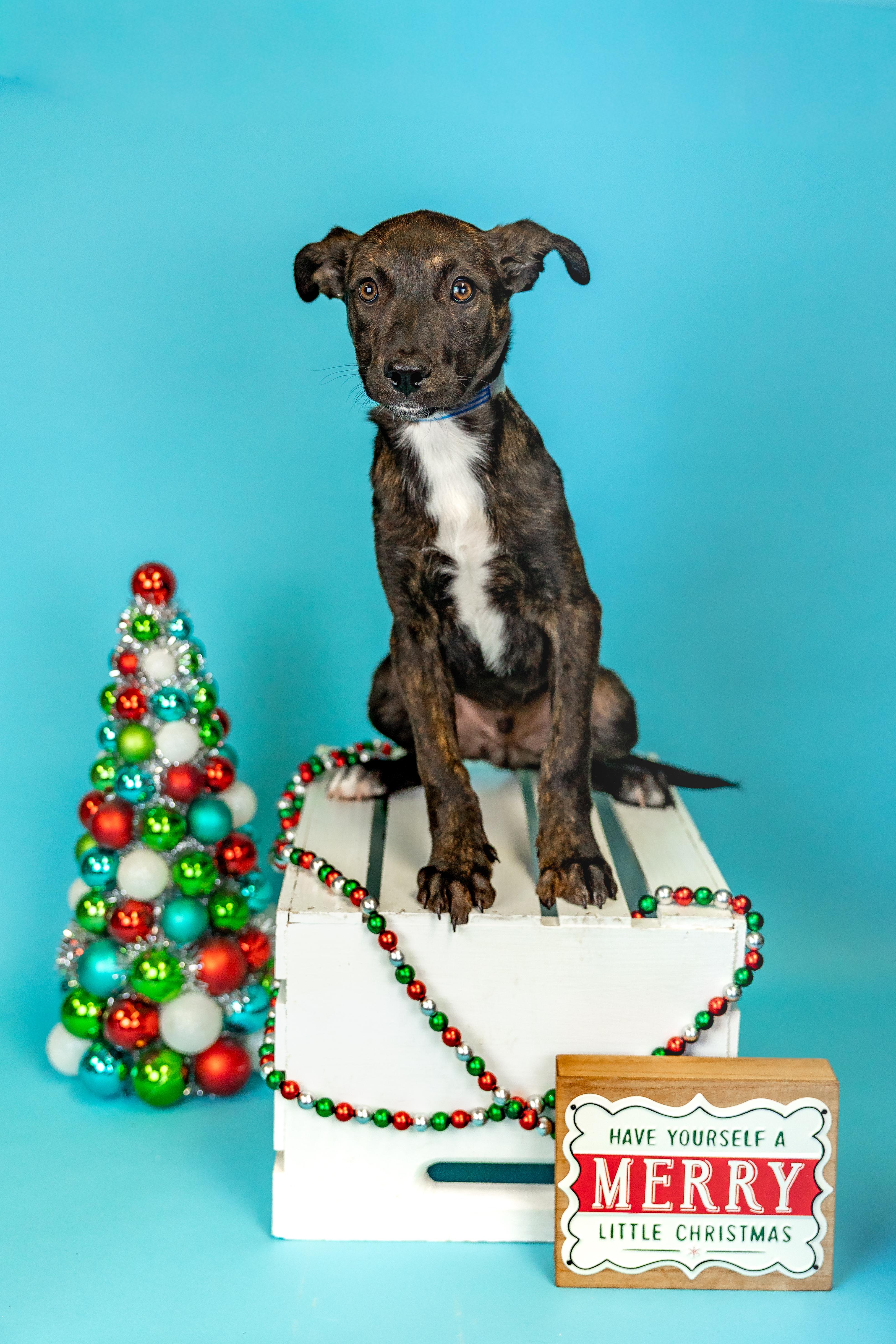Enlarge #1008-25 (Dancer), a Adoptable mixed breed in Brighton, CO image 1/1