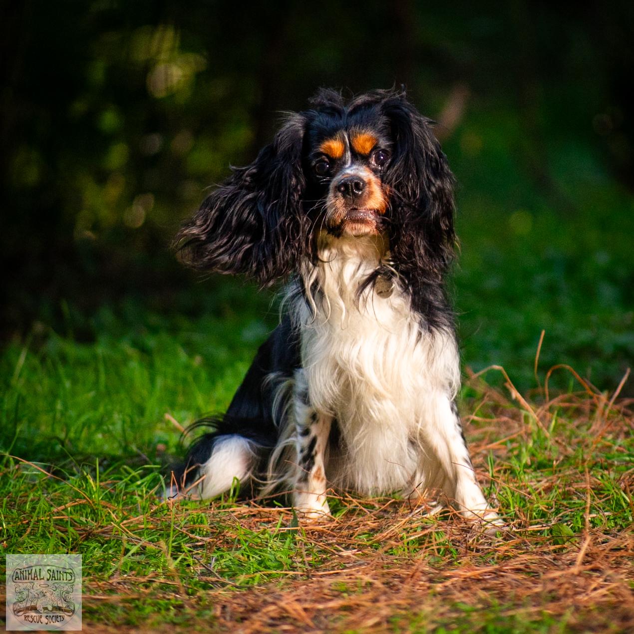 Backstory for Charlie Charlie was an owner surrender dropped off at an animal control facility wher