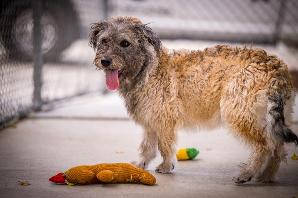 Enlarge Bobby (Tucker), a Adoptable mixed breed in Twentynine Palms, CA image 1/5