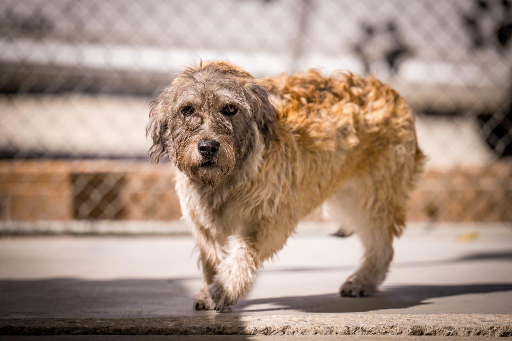Enlarge Bobby (Tucker), a Adoptable mixed breed in Twentynine Palms, CA image 2/5