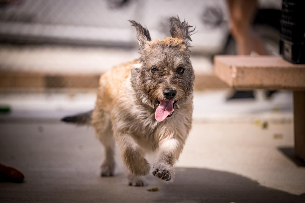 Enlarge Bobby (Tucker), a Adoptable mixed breed in Twentynine Palms, CA image 3/5