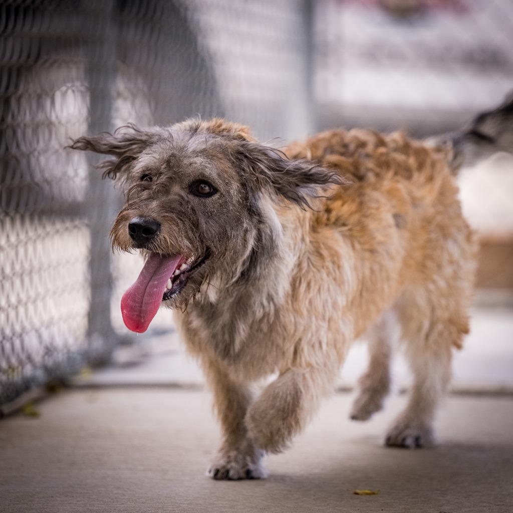 Enlarge Bobby (Tucker), a Adoptable mixed breed in Twentynine Palms, CA image 4/5