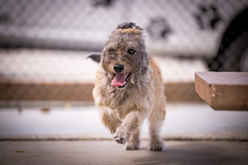 Enlarge Bobby (Tucker), a Adoptable mixed breed in Twentynine Palms, CA image 5/5