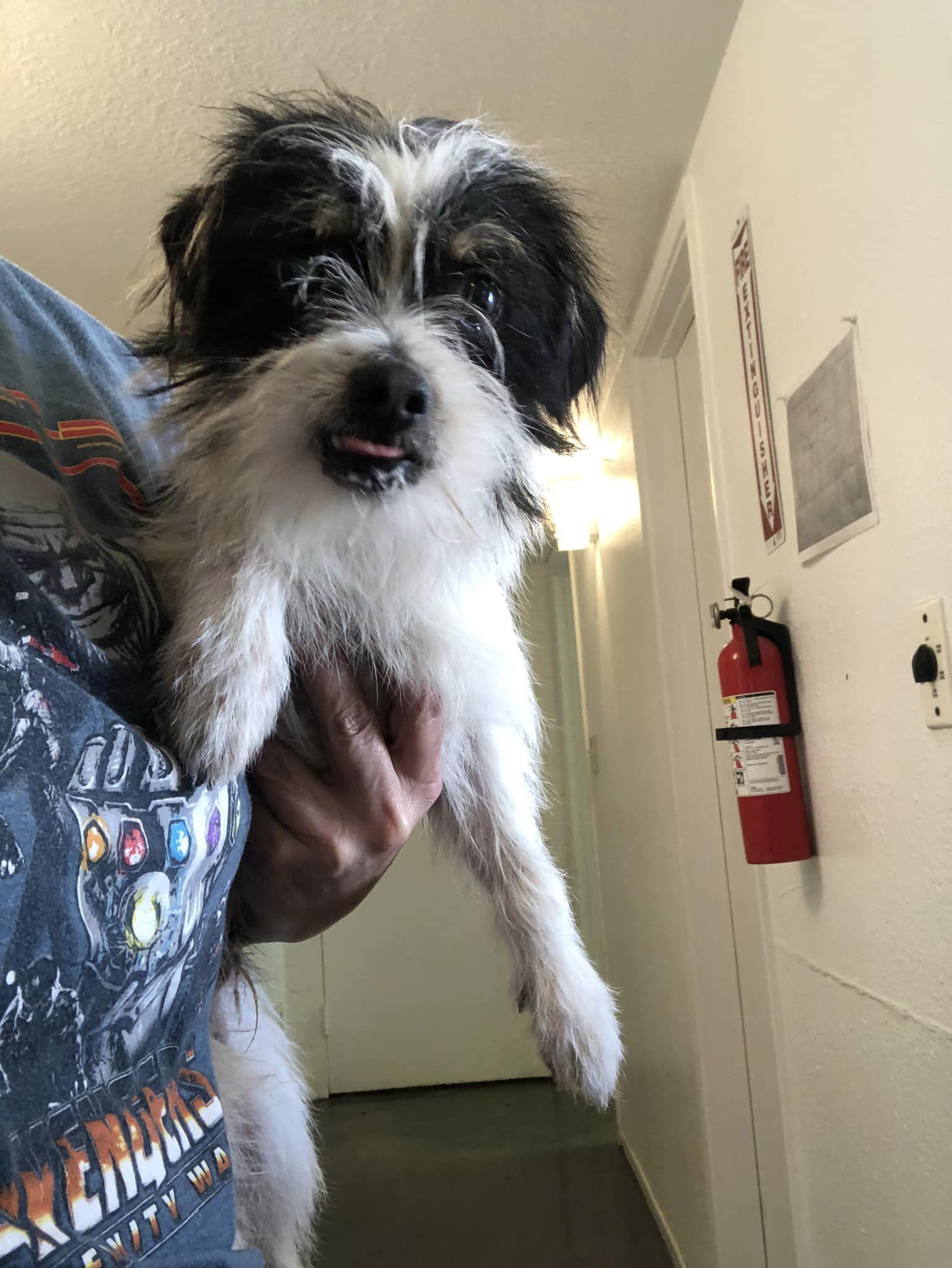 Speck, Adopted, Adult Male Shih Tzu.
