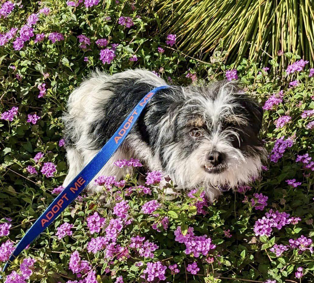 Enlarge Speck, a Adopted mixed breed in Gilbert , AZ image 2/4