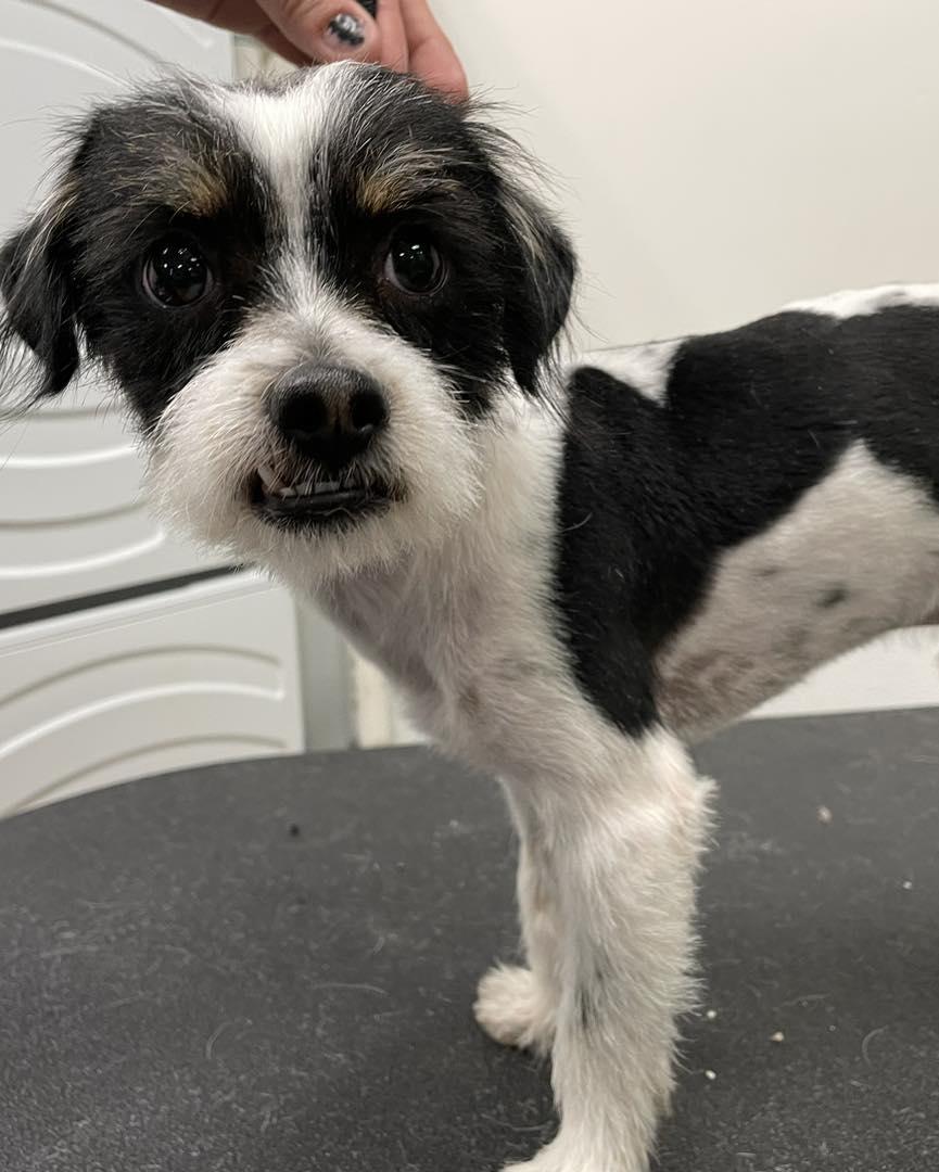 Enlarge Speck, a Adopted mixed breed in Gilbert , AZ image 3/4