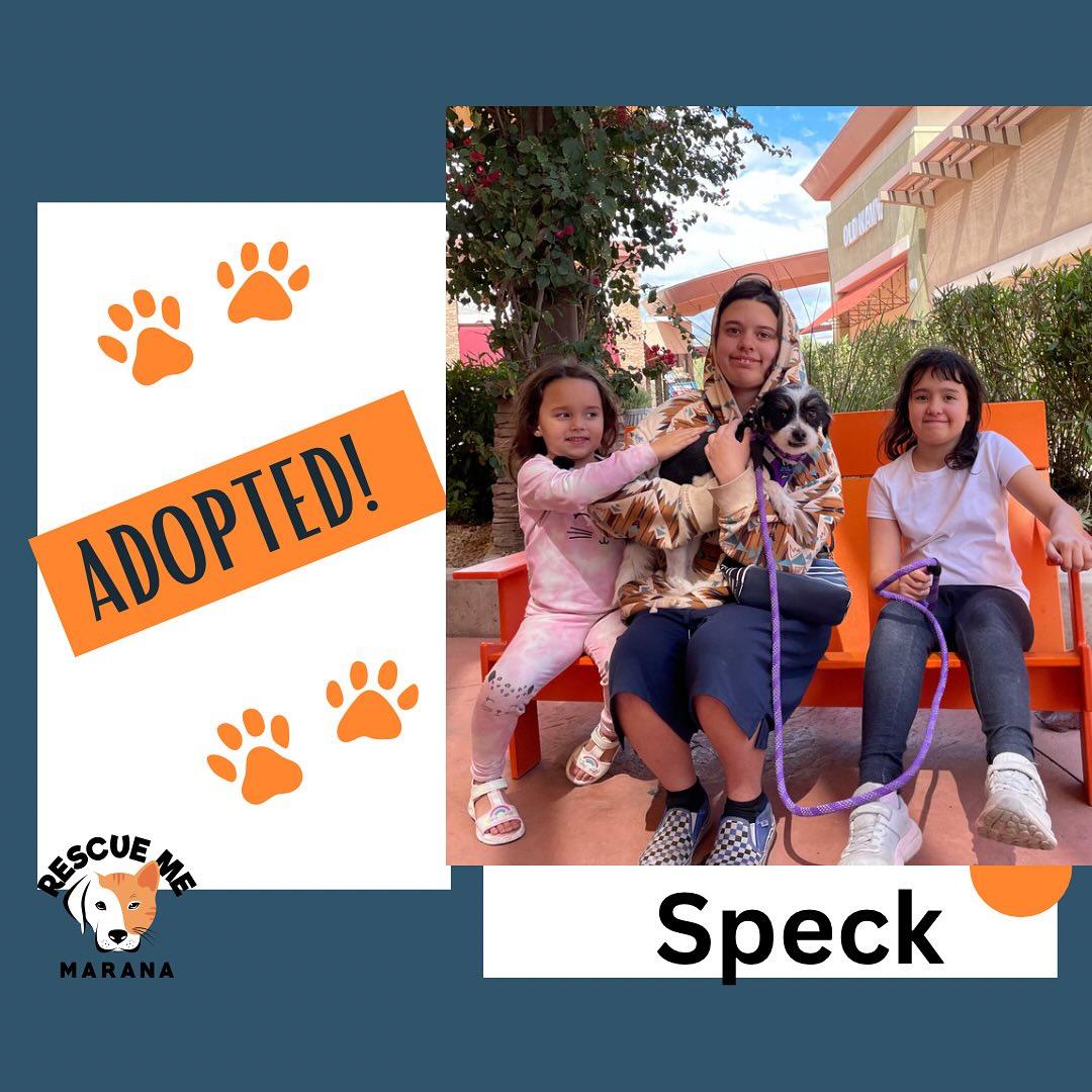 Enlarge Speck, a Adopted mixed breed in Gilbert , AZ image 4/4