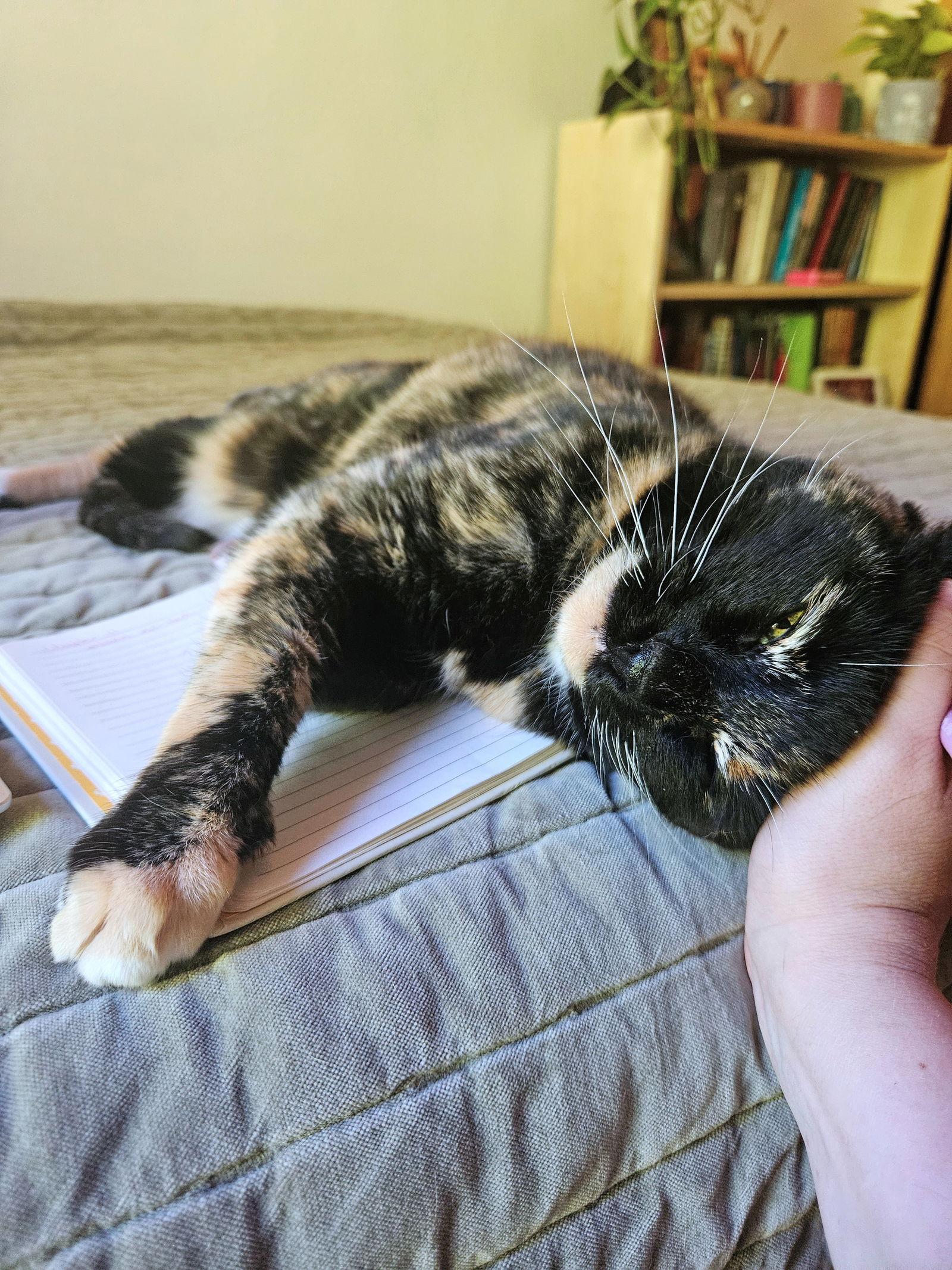 KITTY #1749 - Offered by Owner - Senior, Adoptable, Senior Female Tortoiseshell & Calico.