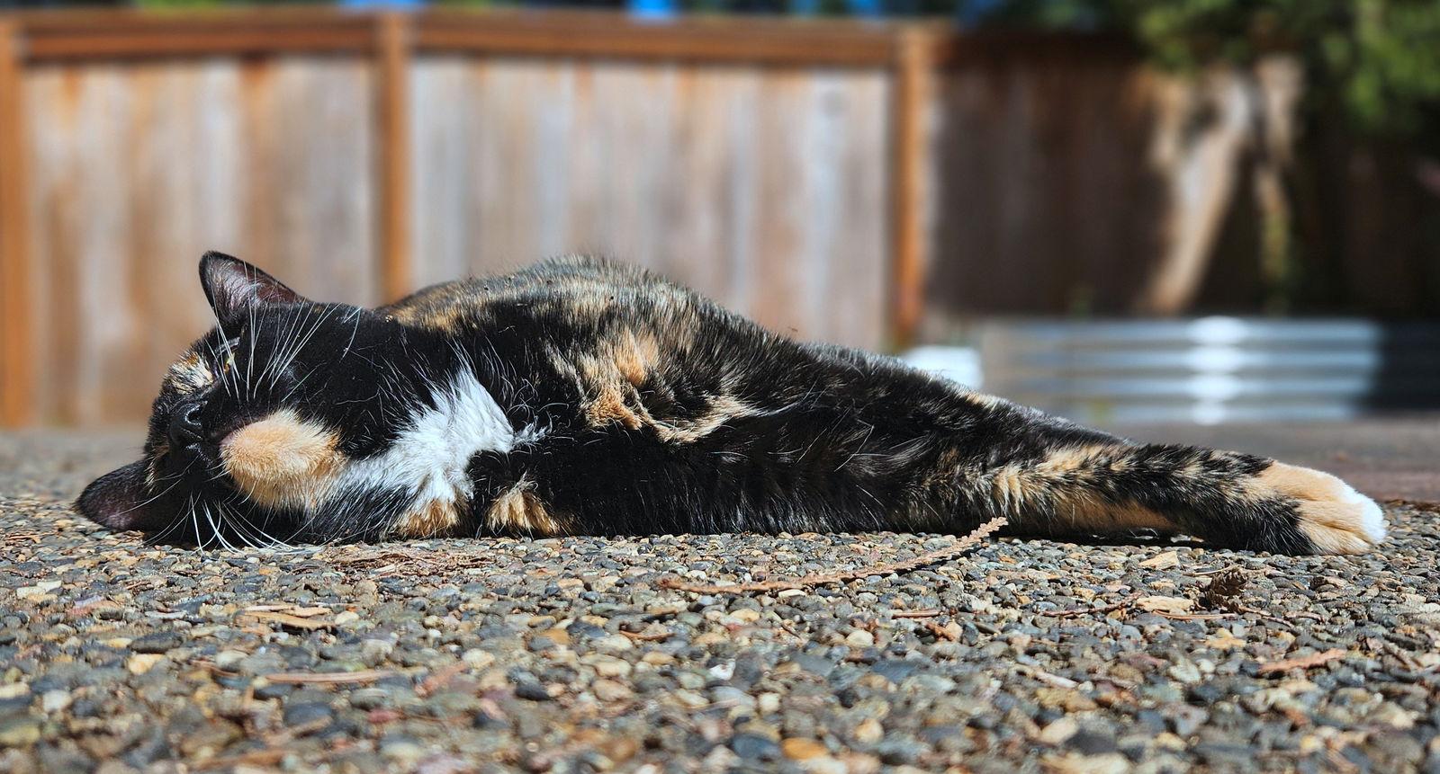 Enlarge KITTY #1749 - Offered by Owner - Senior, a Adoptable mixed breed in Hillsboro, OR image 3/3