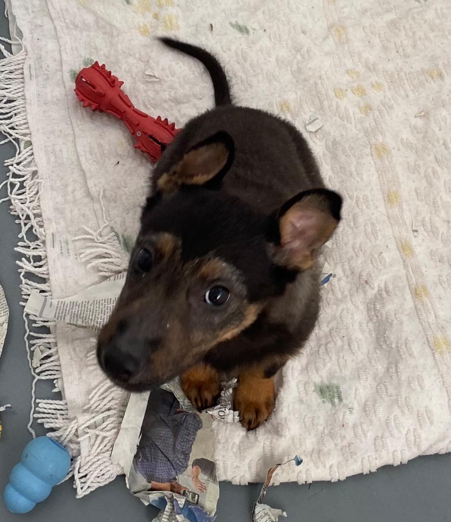 Enlarge Metro, a Adoptable mixed breed in Winnipeg, MB image 1/2