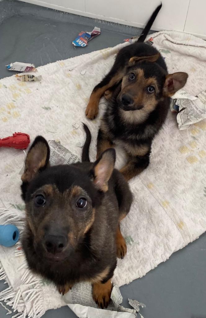 Enlarge Metro, a Adoptable mixed breed in Winnipeg, MB image 2/2