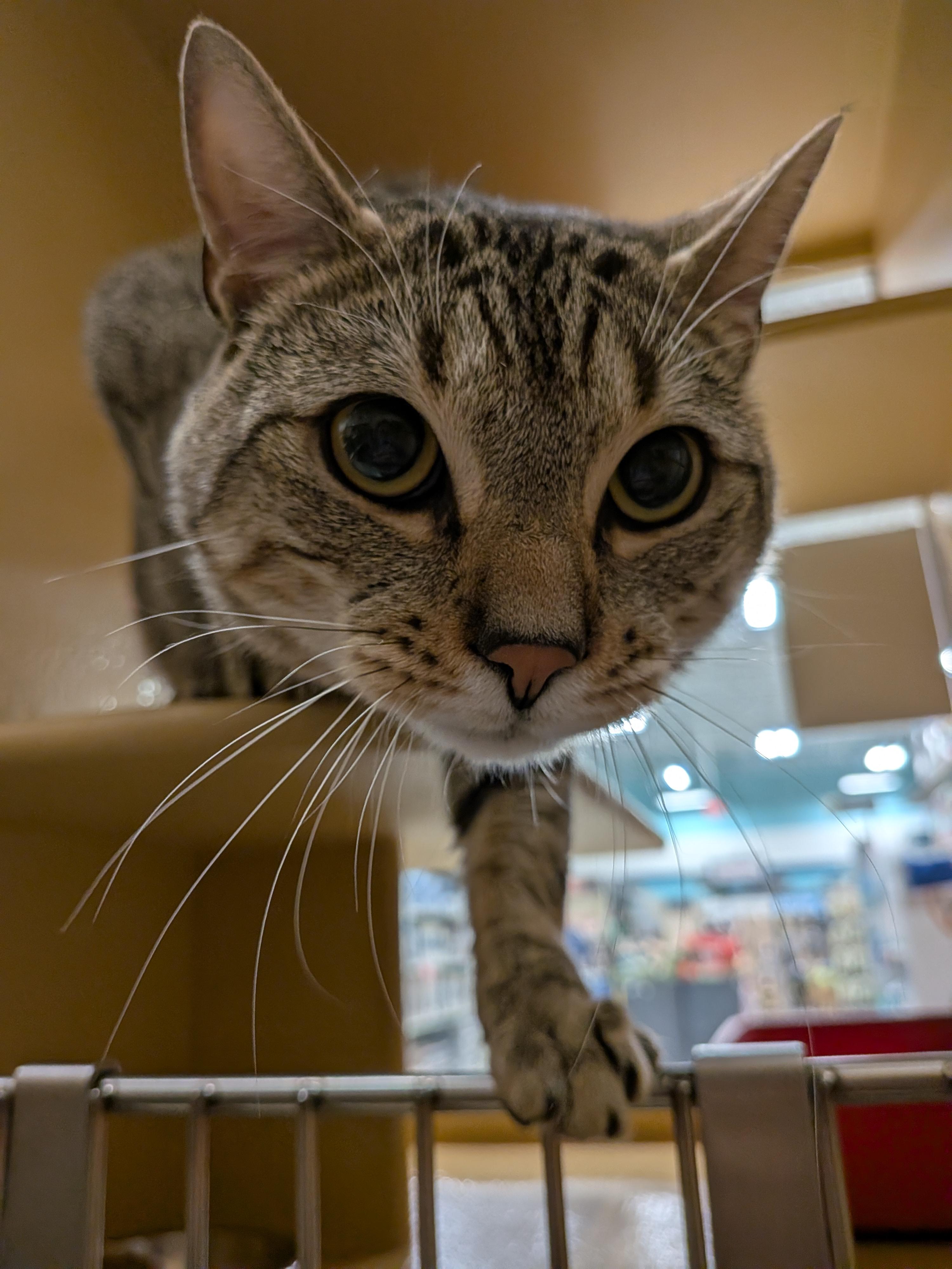 Enlarge Moe, an adopted Domestic Short Hair in Woburn, MA image 4/4